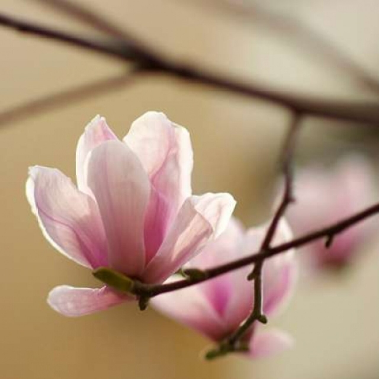 Tulip Tree 1 Poster Print by PhotoINC Studio - Item # VARPDXP951D